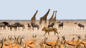 Wohnmobil mieten in Namibia